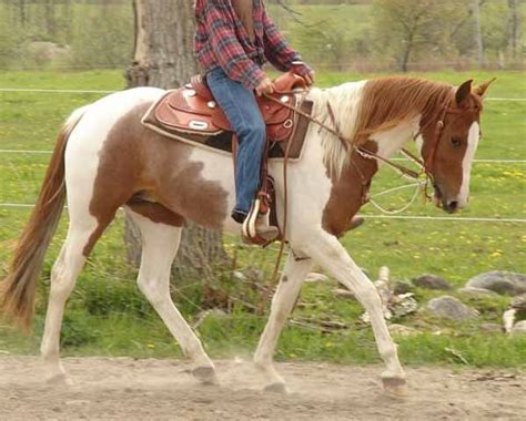 horse rescue ontario|rescue horses for sale ontario.